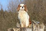 CAVALIER KING CHARLES 351
